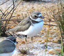 Semipalmated Plover