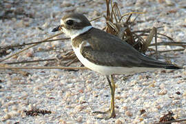 Semipalmated Plover