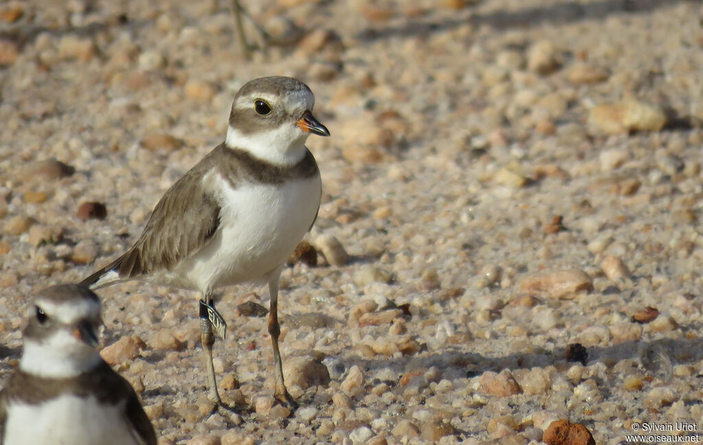 Semipalmated Ploveradult post breeding