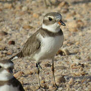 Semipalmated Plover