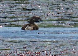 Pied-billed Grebe