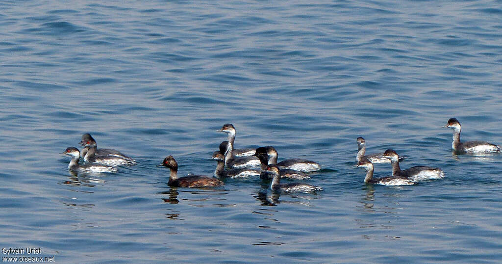 Black-necked Grebe, swimming, Behaviour