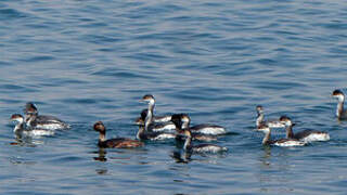 Black-necked Grebe