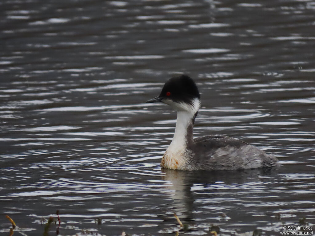 Silvery Grebeadult