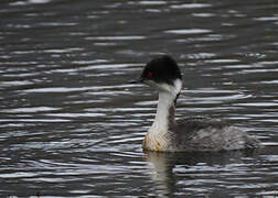 Silvery Grebe