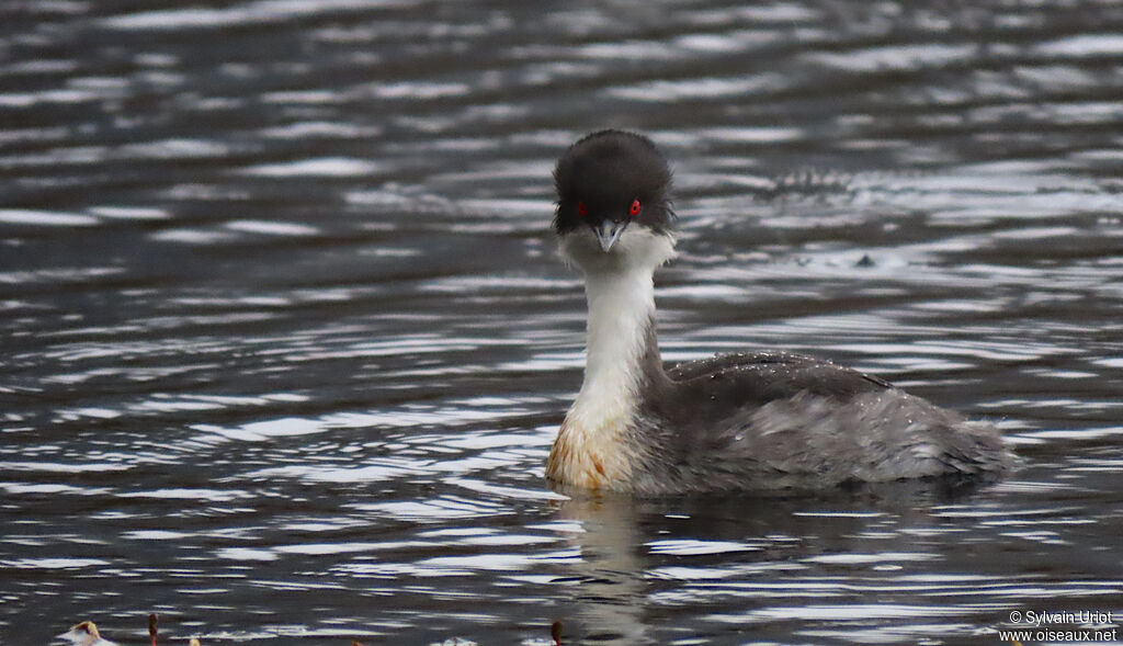 Silvery Grebeadult