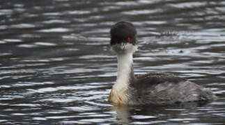 Silvery Grebe