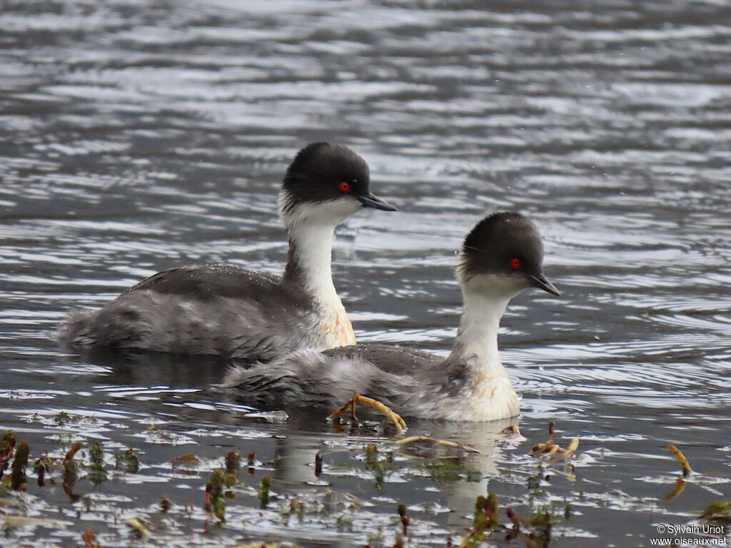 Silvery Grebeadult