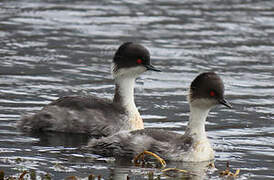 Silvery Grebe