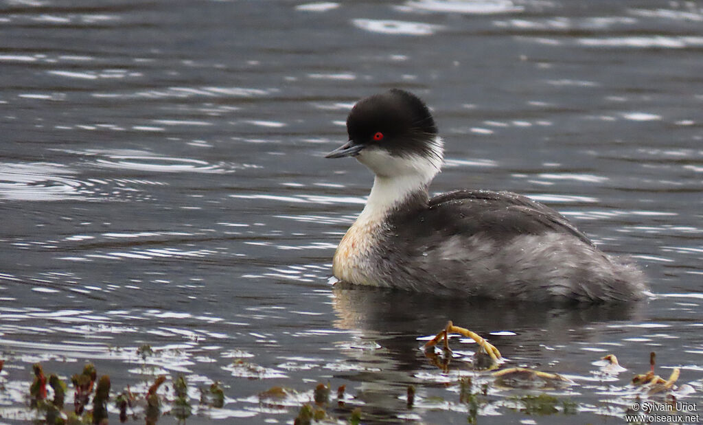 Silvery Grebeadult