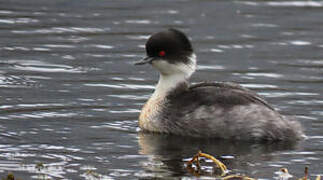 Silvery Grebe