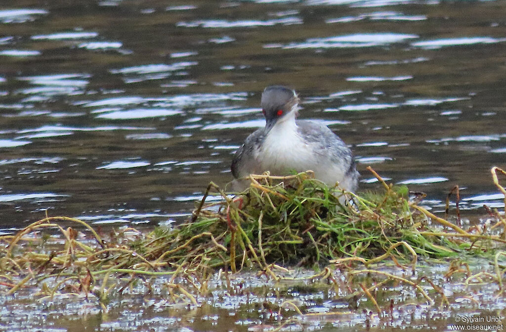 Silvery Grebeadult