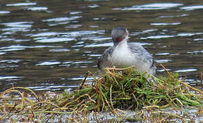 Silvery Grebe