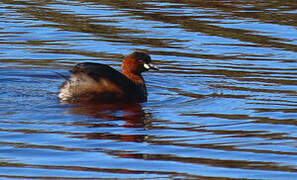 Little Grebe