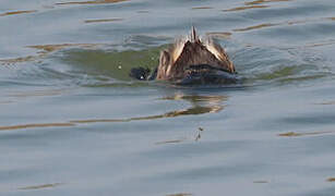 Little Grebe