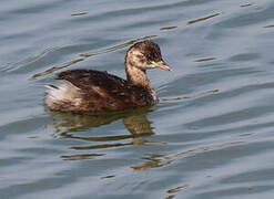 Little Grebe