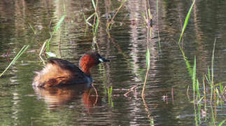 Little Grebe