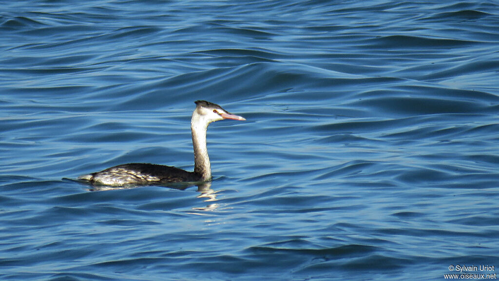 Great Crested Grebeadult post breeding