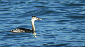 Great Crested Grebe