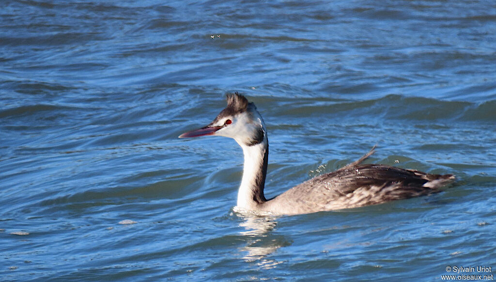 Great Crested Grebeadult post breeding