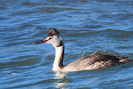 Great Crested Grebe