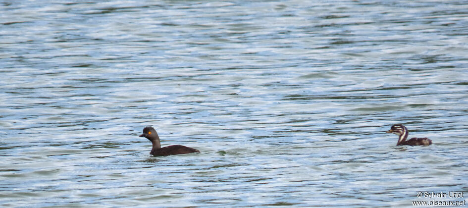 Least Grebe