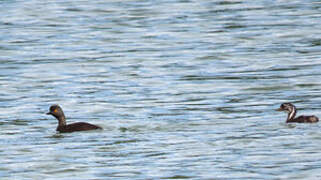 Least Grebe