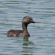 Least Grebe