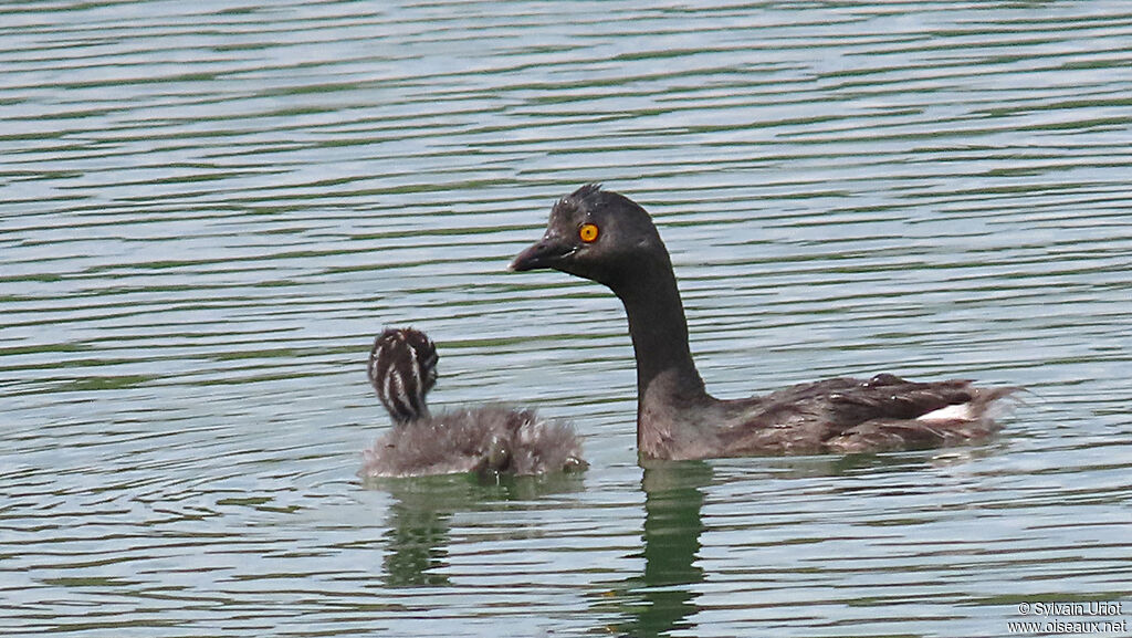 Least Grebe