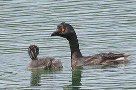 Least Grebe