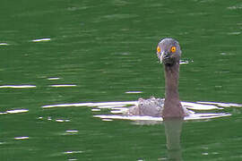 Least Grebe