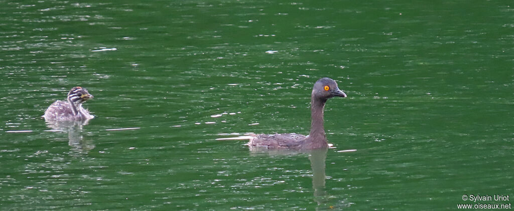 Least Grebe