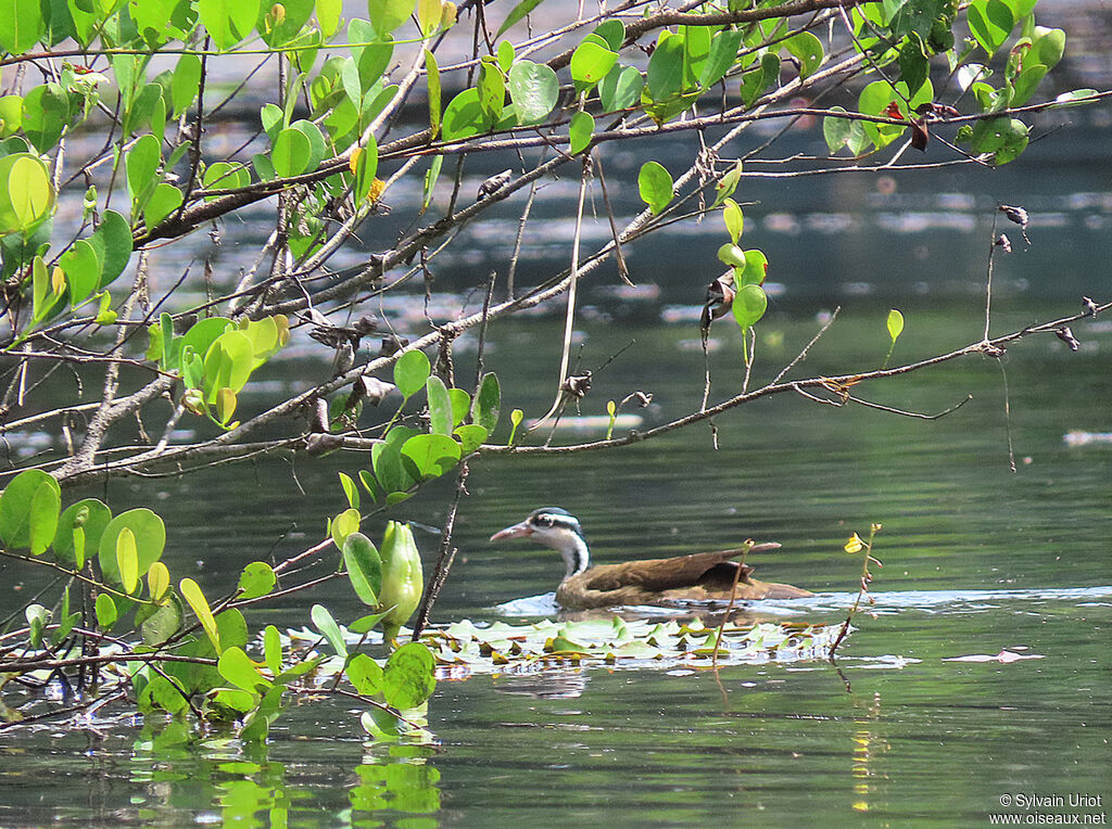 Sungrebe male adult