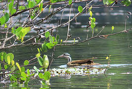 Sungrebe