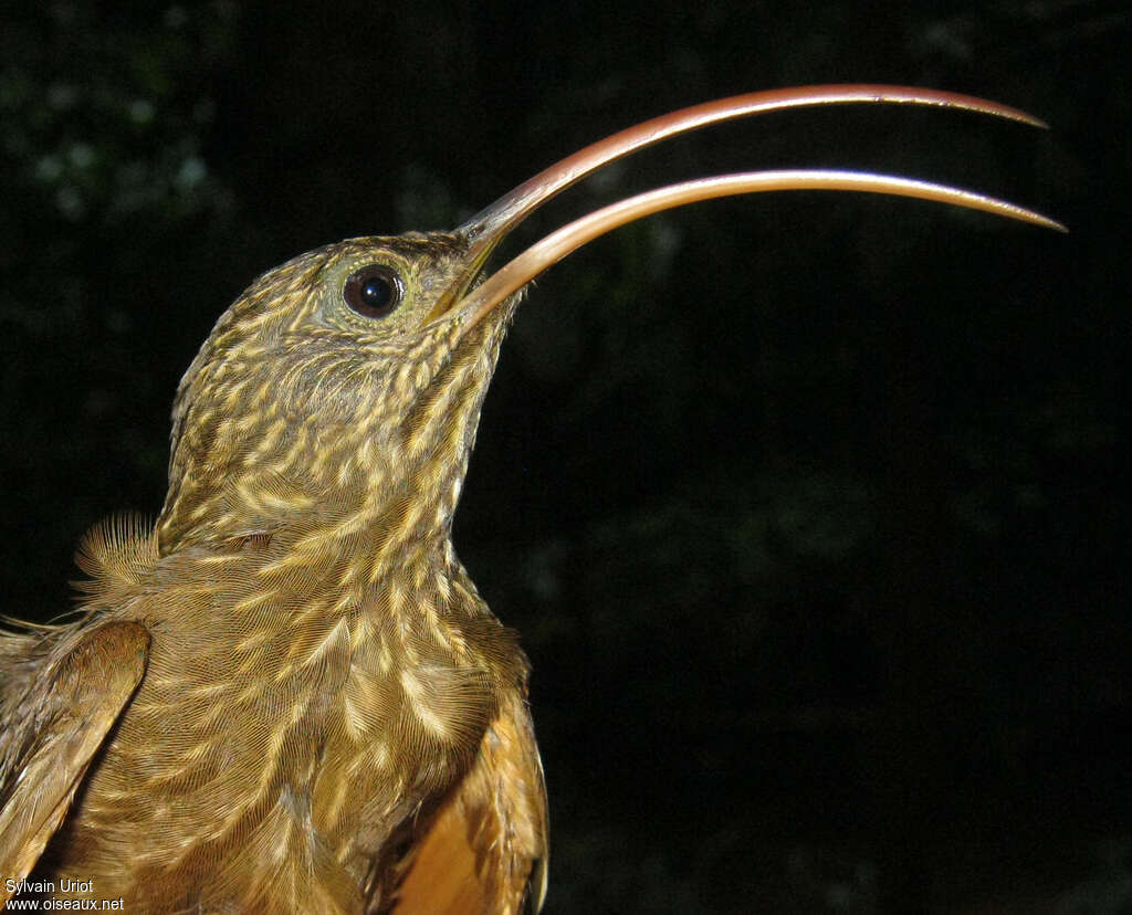 Curve-billed Scythebill, close-up portrait