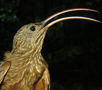 Curve-billed Scythebill