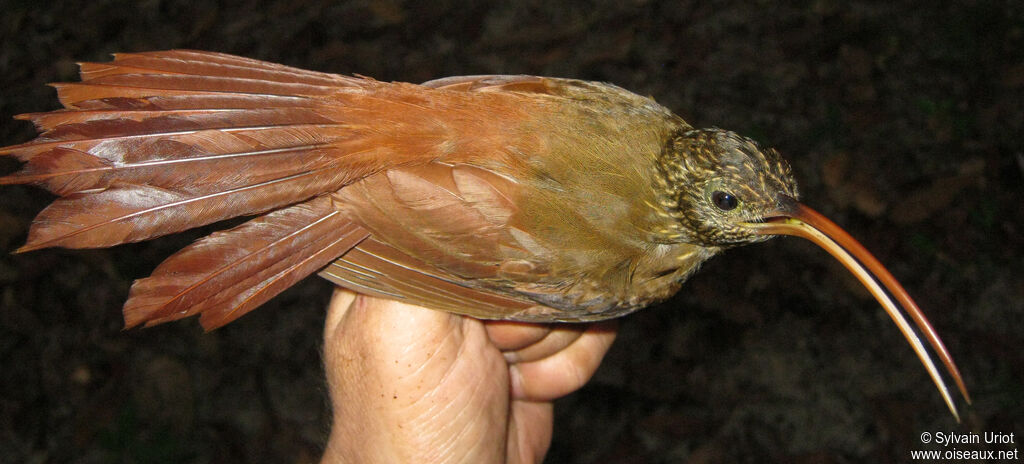 Curve-billed Scythebill