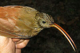 Curve-billed Scythebill