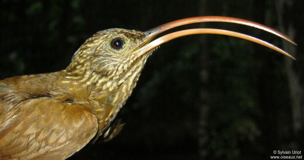 Curve-billed Scythebill