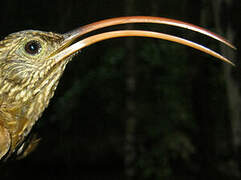 Curve-billed Scythebill