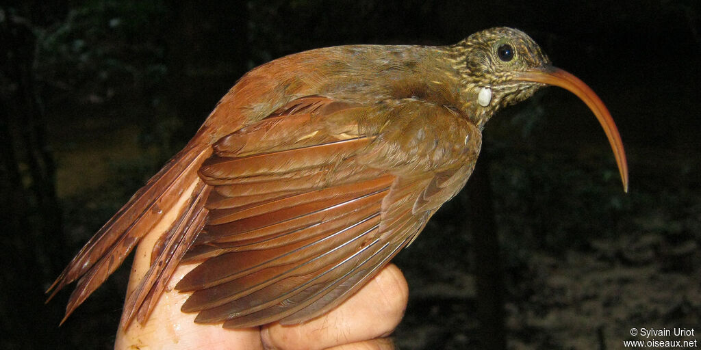 Curve-billed Scythebill