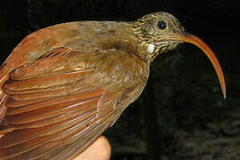 Curve-billed Scythebill