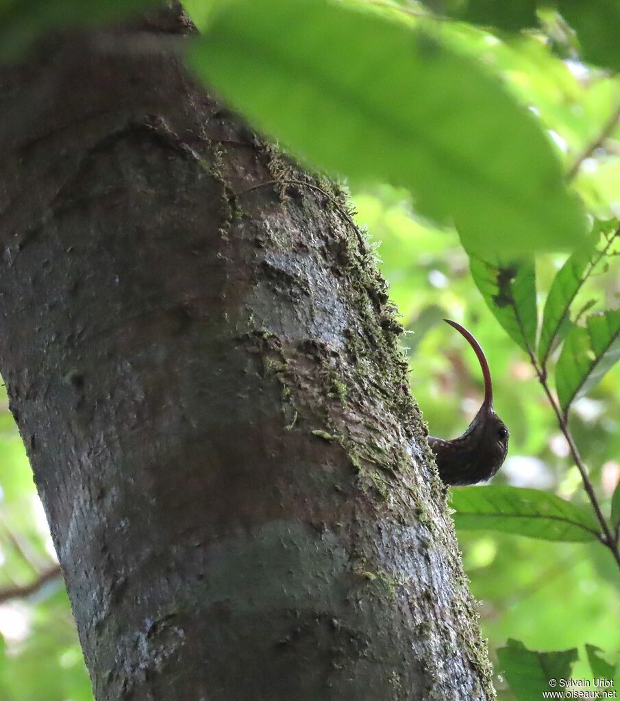 Curve-billed Scythebilladult