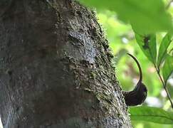 Curve-billed Scythebill