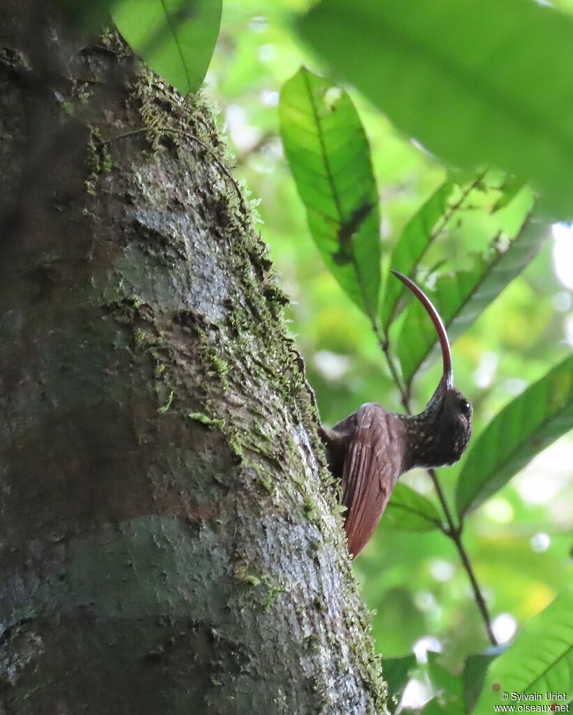 Curve-billed Scythebilladult