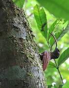 Curve-billed Scythebill