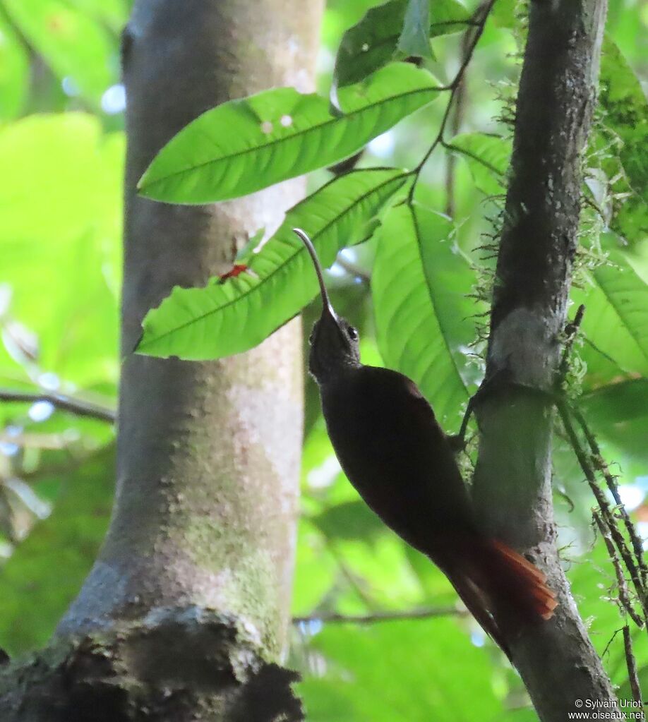 Curve-billed Scythebilladult