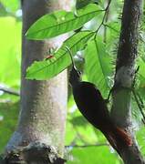 Curve-billed Scythebill