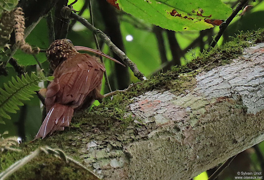 Red-billed Scythebilladult