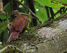 Red-billed Scythebill